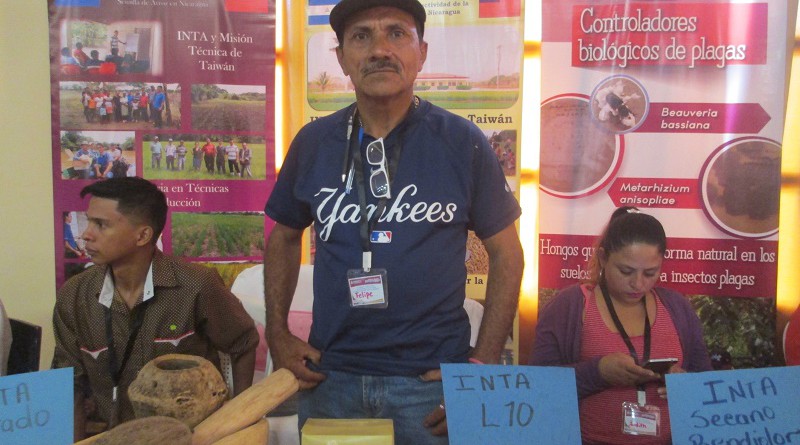Agricultor Felipe de Jesús Flores obtiene rendimientos de 90 a 100 quintales por manzana de arroz