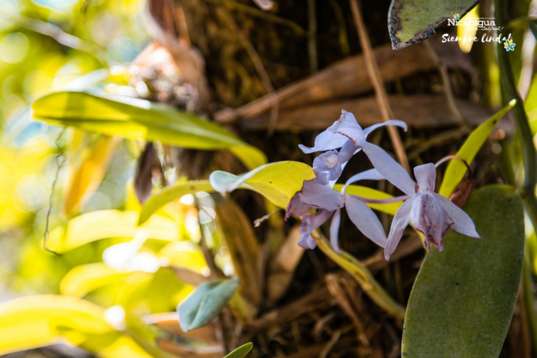 Ruta de Las orquídeas en Miraflor