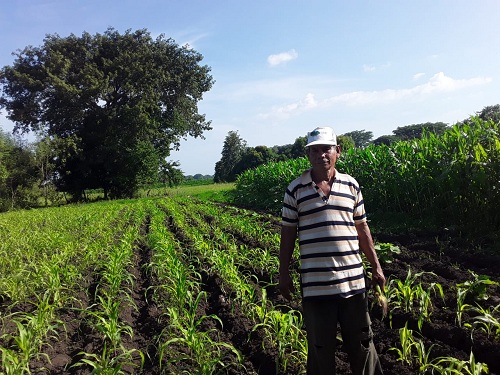 En siembros de  maíz en la comunidad El Trianón
