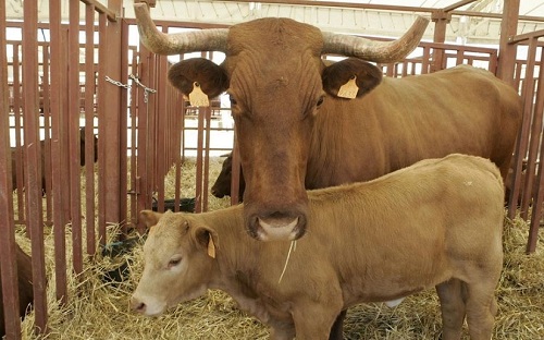 Un 11.8% de crecimiento experimenta  la carne bovina de exportación