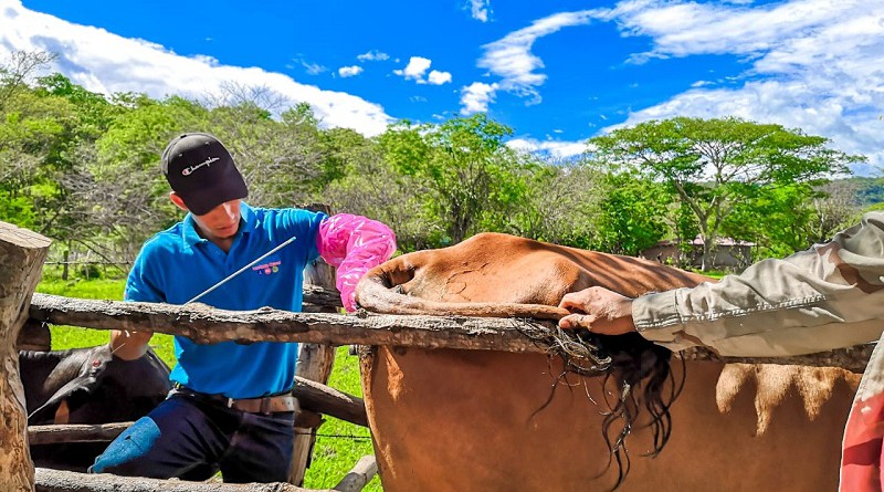 En labores de inseminación artificial en una finca del caserío Gúasimo en la comarca Las Mercedes en El Sauce