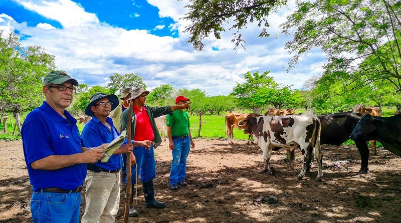 Pequeños ganaderos del caserío Gúasimo, comarca Las Mercedes, El Sauce (Foto Kevin Rivas)