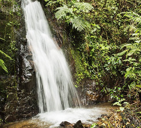 Cascada Verde - La Unión : Rodeado de muchas especies de flora y fauna.