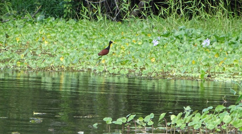 Los humedales de San Miguelito con  variedad inmensa de flora y fauna autóctona, residente y migratoria, son de gran importancia para la humanidad; son el refugio de vida silvestre donde se albergan el 37% de las especies de aves que existen en Nicaragua