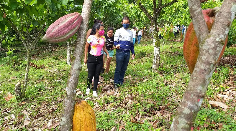 En el cacaotal  observando las plantas y viveros