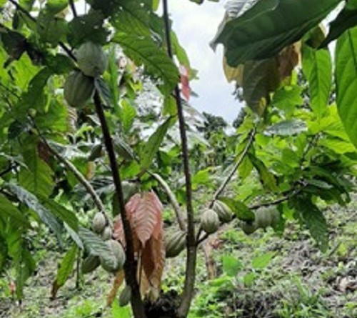 Impulsar mayores áreas de cultivo del cacao en planes del Sistema Nacional de Producción Comercio y Consumo