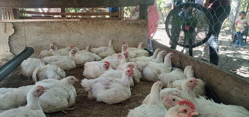 Granja productora de pollos de  engorde de pequeña avicultora de Nagarote