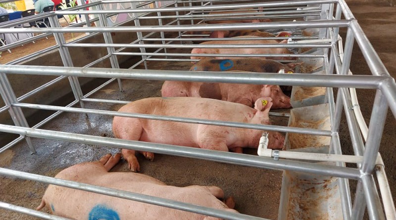 Granja porcina en Larreynaga