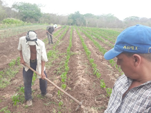 Presencia directa del equipo municipal en cultivo de la comunidad Piedra  Grande en la jurisdicción de Juigalpa
