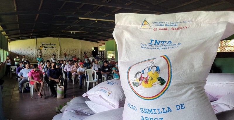 Chichigalpa: Semilla de arroz para productores de distintas comunidades
