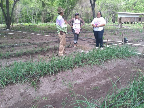 La alcaldesa de Somoto visita a un productor de cebolla en la comunidad El Tamarindo (Foto archivo)