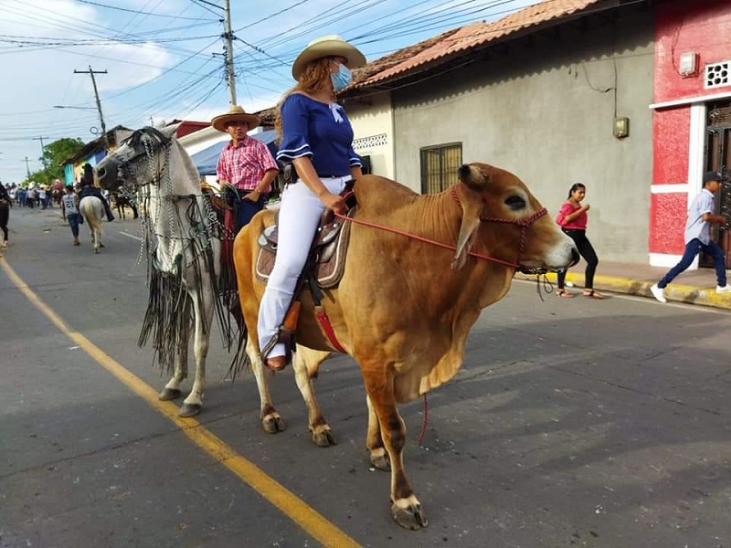 También un bovino montado por una dama se sumo al tradicional desfile 