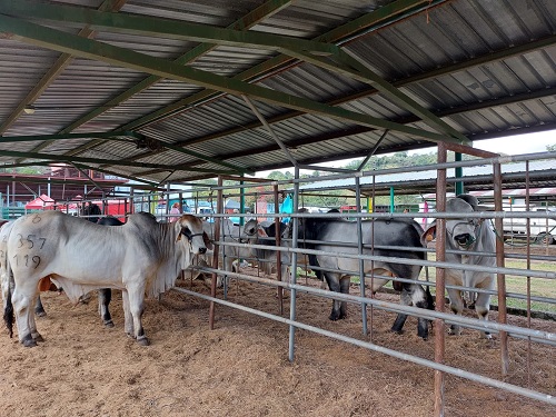 Cabe destacar que mediante la estrategia de inseminación bovina que impulsa el gobierno a través del Sistema Nacional de Producción Consumo y Comercio, ha inseminado nueve mil vacas en Chontales   y 120 mil en el país a través del Sistema Nacional de Producción Consumo y Comercio.