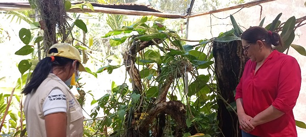 La compañera Guiomar Irías en el Orquideario  municipal  con 60 especies de orquídeas autóctonas de la zona